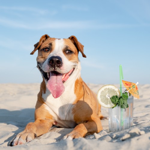 A dog lying on sand with a drink