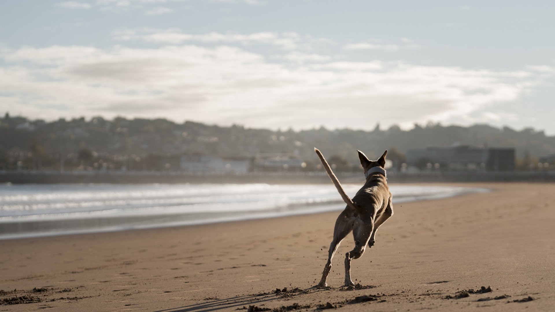 Veterinarian In Jacksonville Beach, FL Cole Vet Clinic