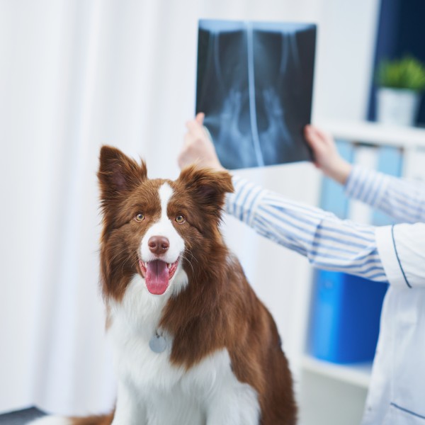 A veterinarian looking at pet x-ray of dog