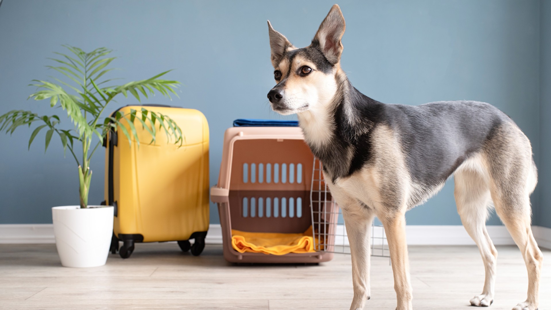 Pet Boarding In Jacksonville Beach, FL Cole Vet Clinic