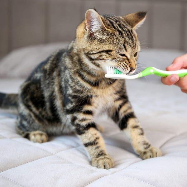 A person brushing cat's teeth