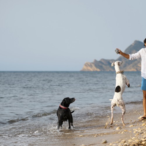A person playing with dogs on a beach
