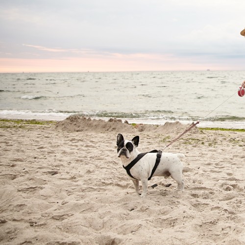 A person walking a dog on a beach