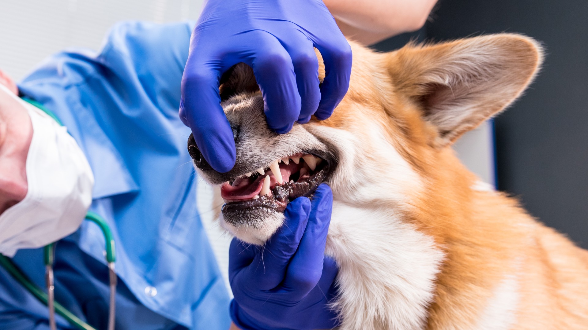 Pet Dental Care In Jacksonville Beach, FL | Cole Vet Clinic