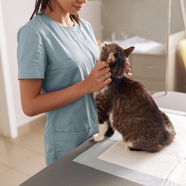 A veterinarian in a scrubs petting a cat