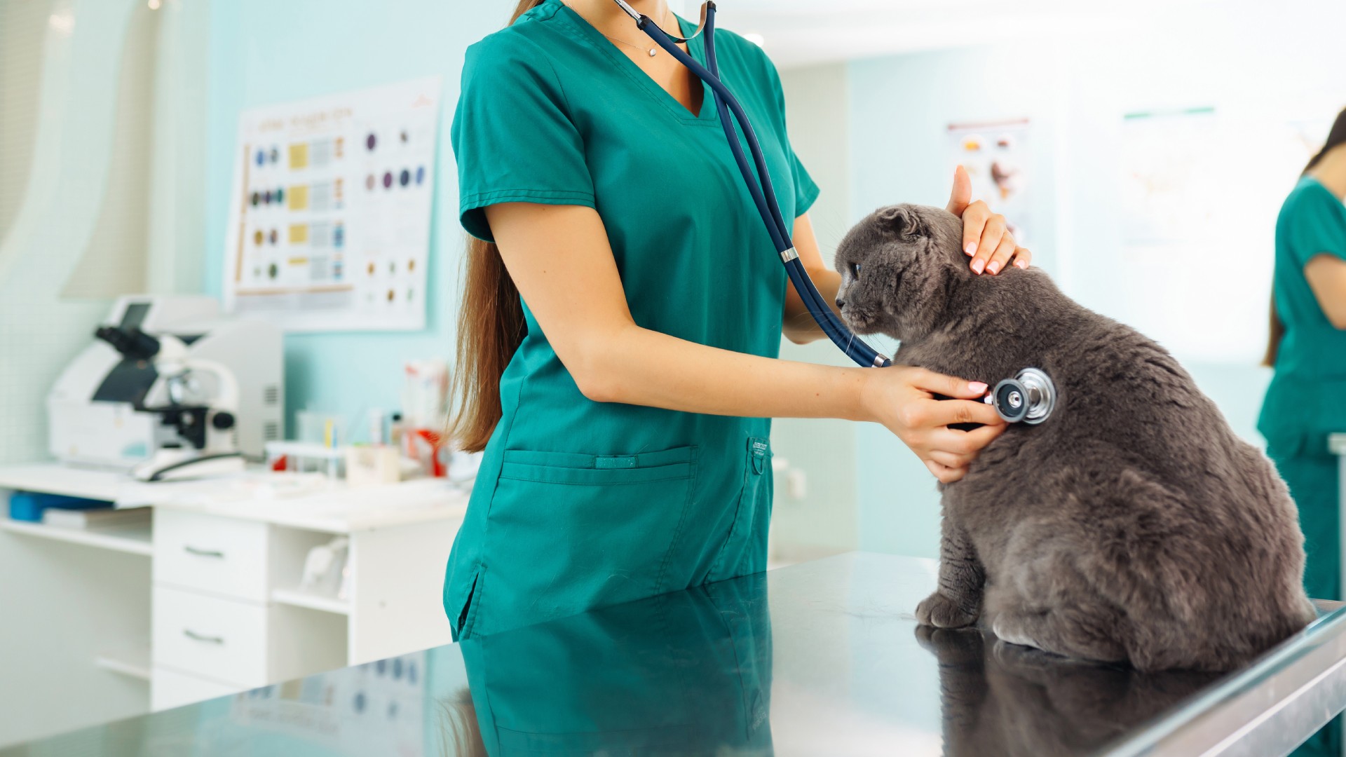 Pet Wellness Exams In Jacksonville Beach, FL Cole Vet