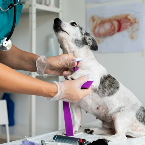 A veterinarian tying a belt to dog