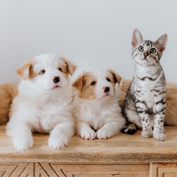 puppies and kitten